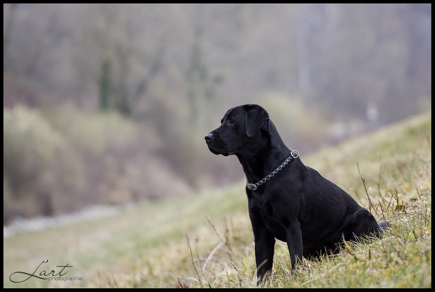 Labrador