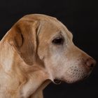 Labrador