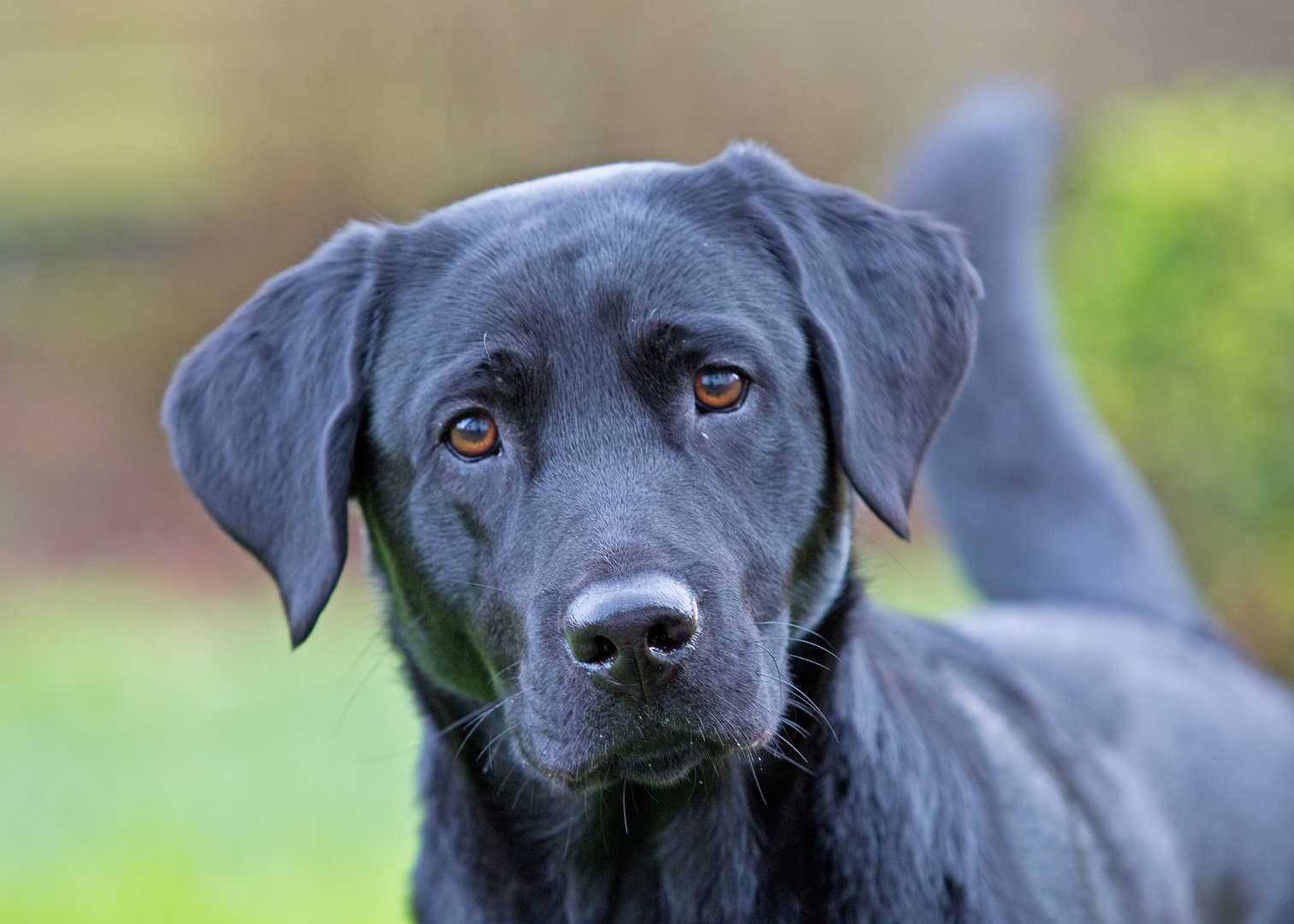 Labrador