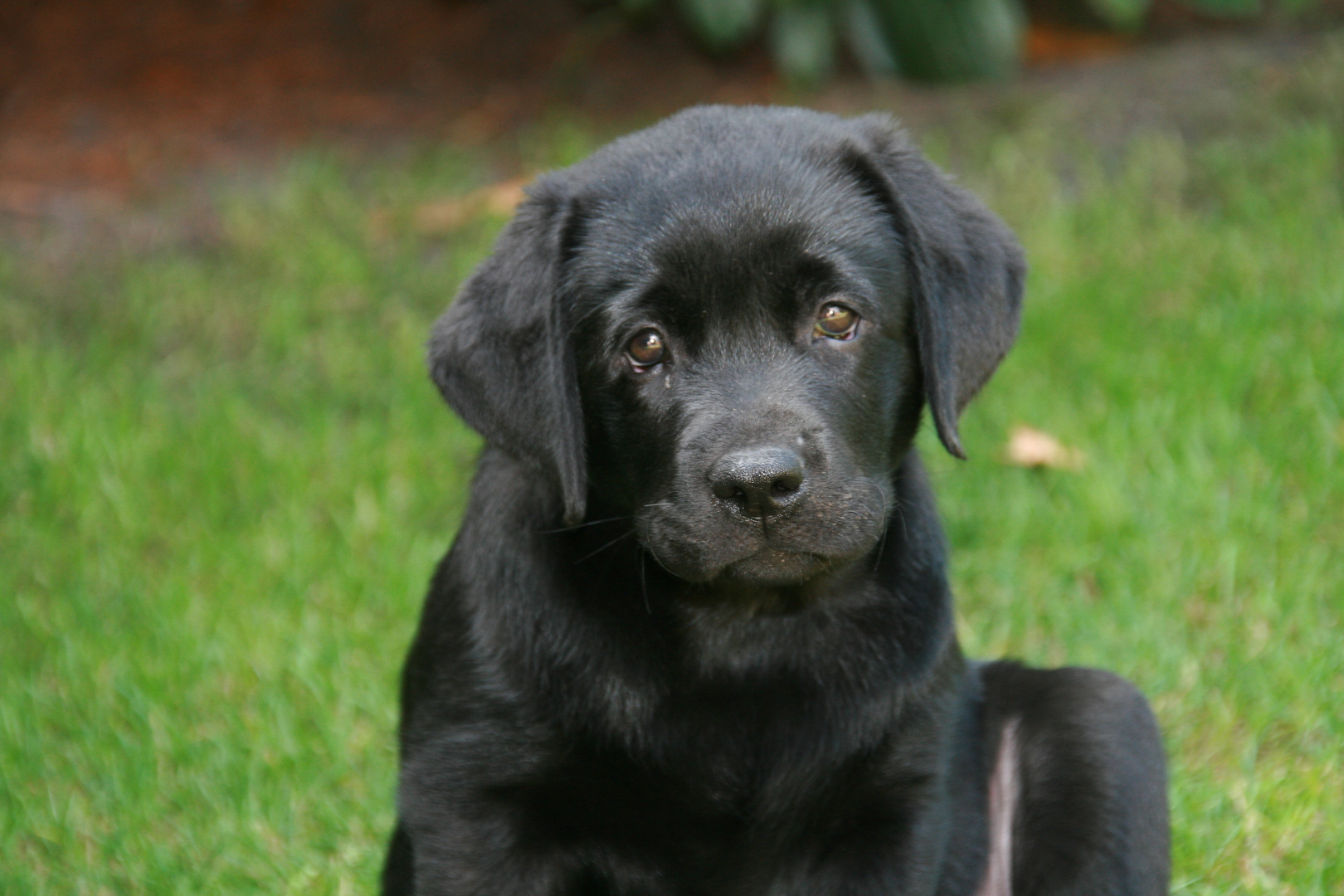 LABRADOR