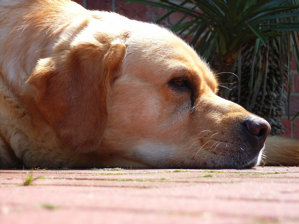 Labrador