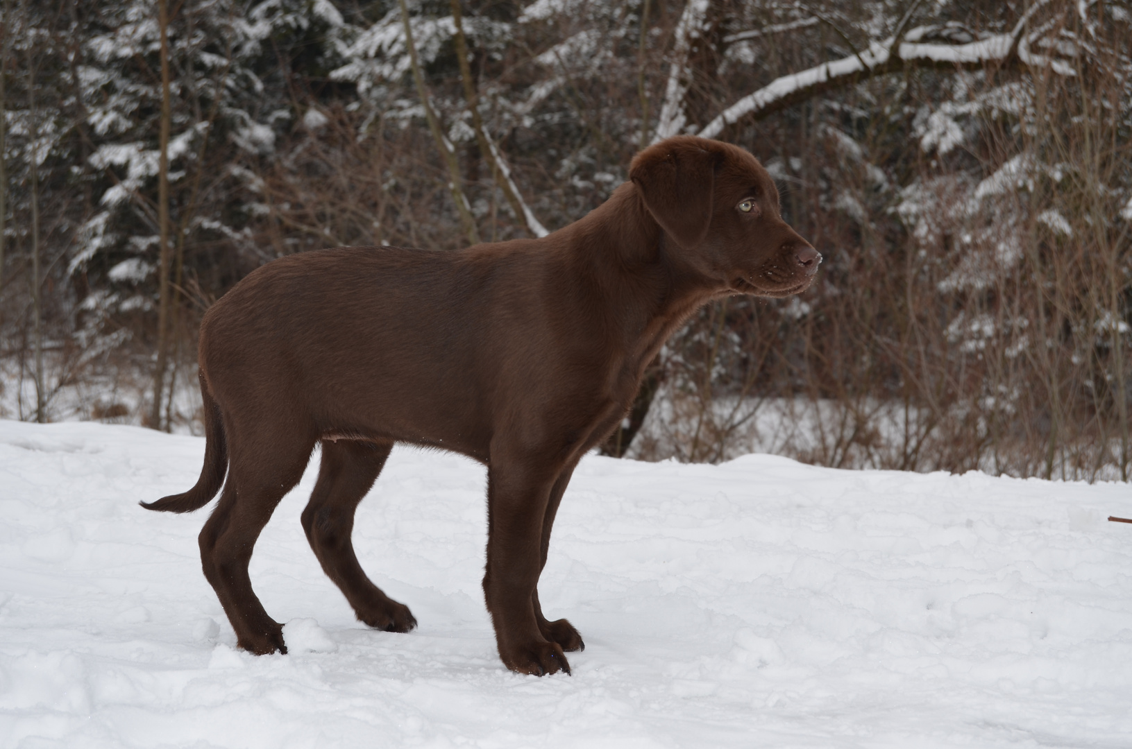 labrador