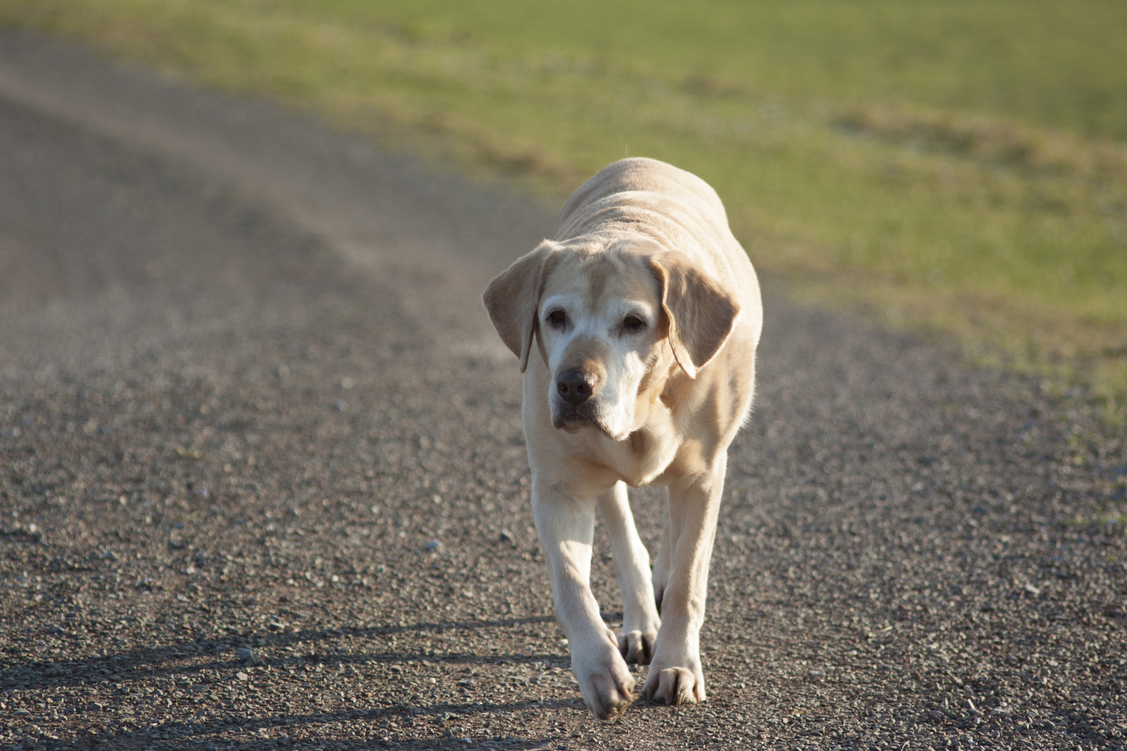 Labrador