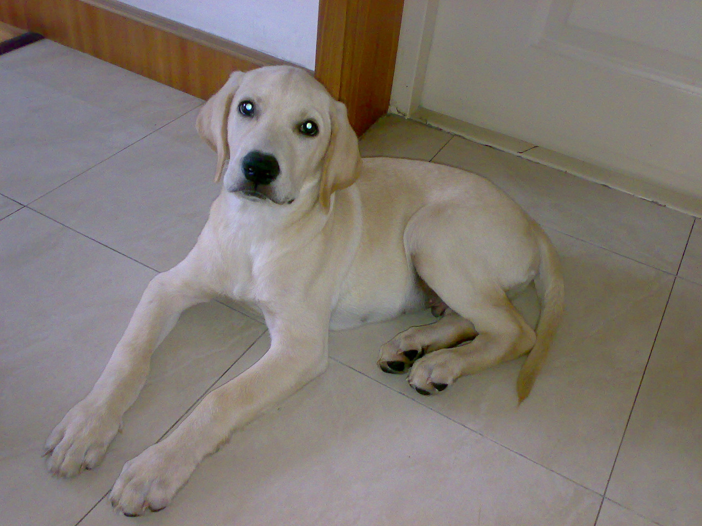 Labrador