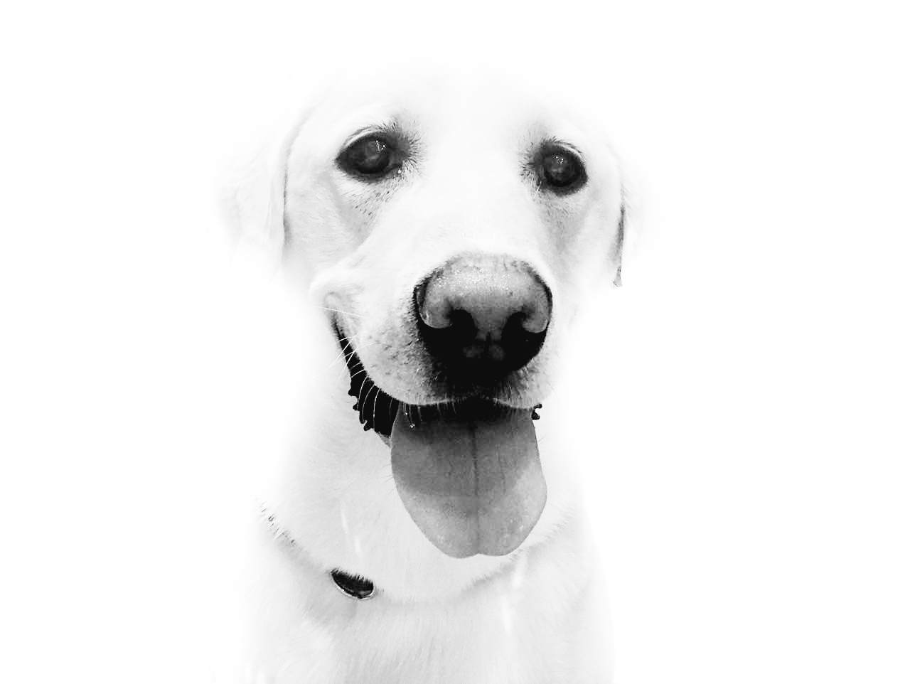 Labrador 