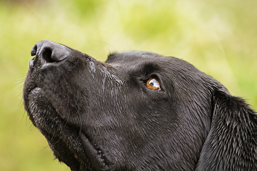 Labrador