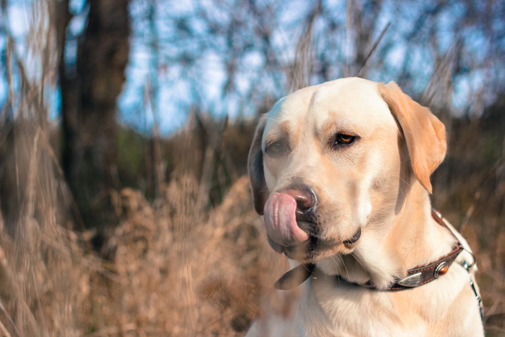 Labrador