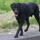 Labrador