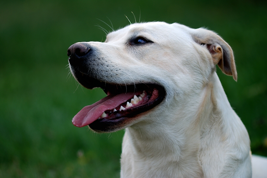 Labrador