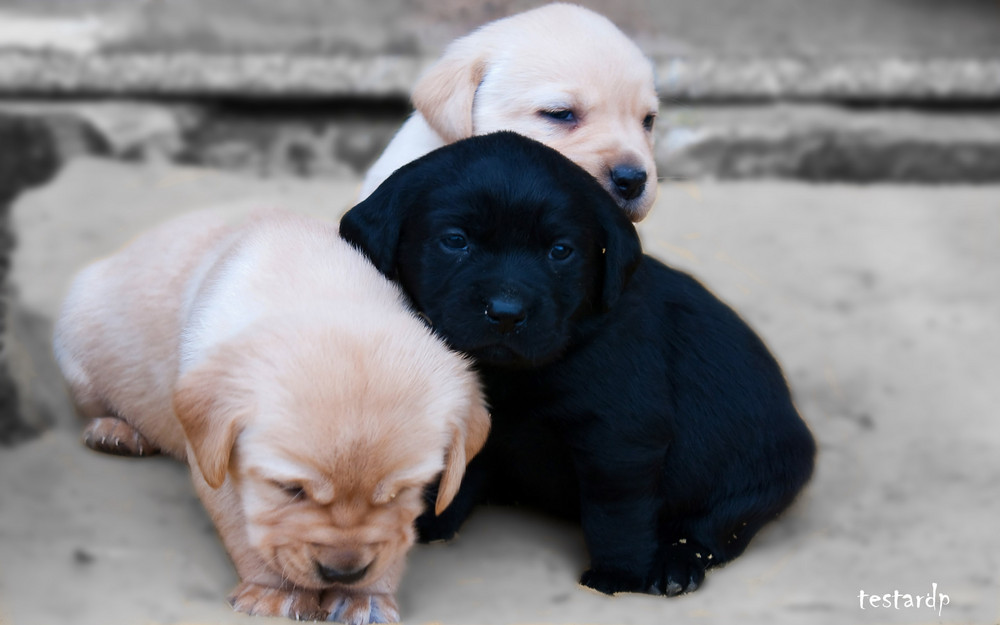 labrador à 1 mois