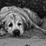 LABRADOR A LLANDUDNO BAY