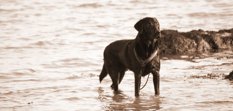 Labrador