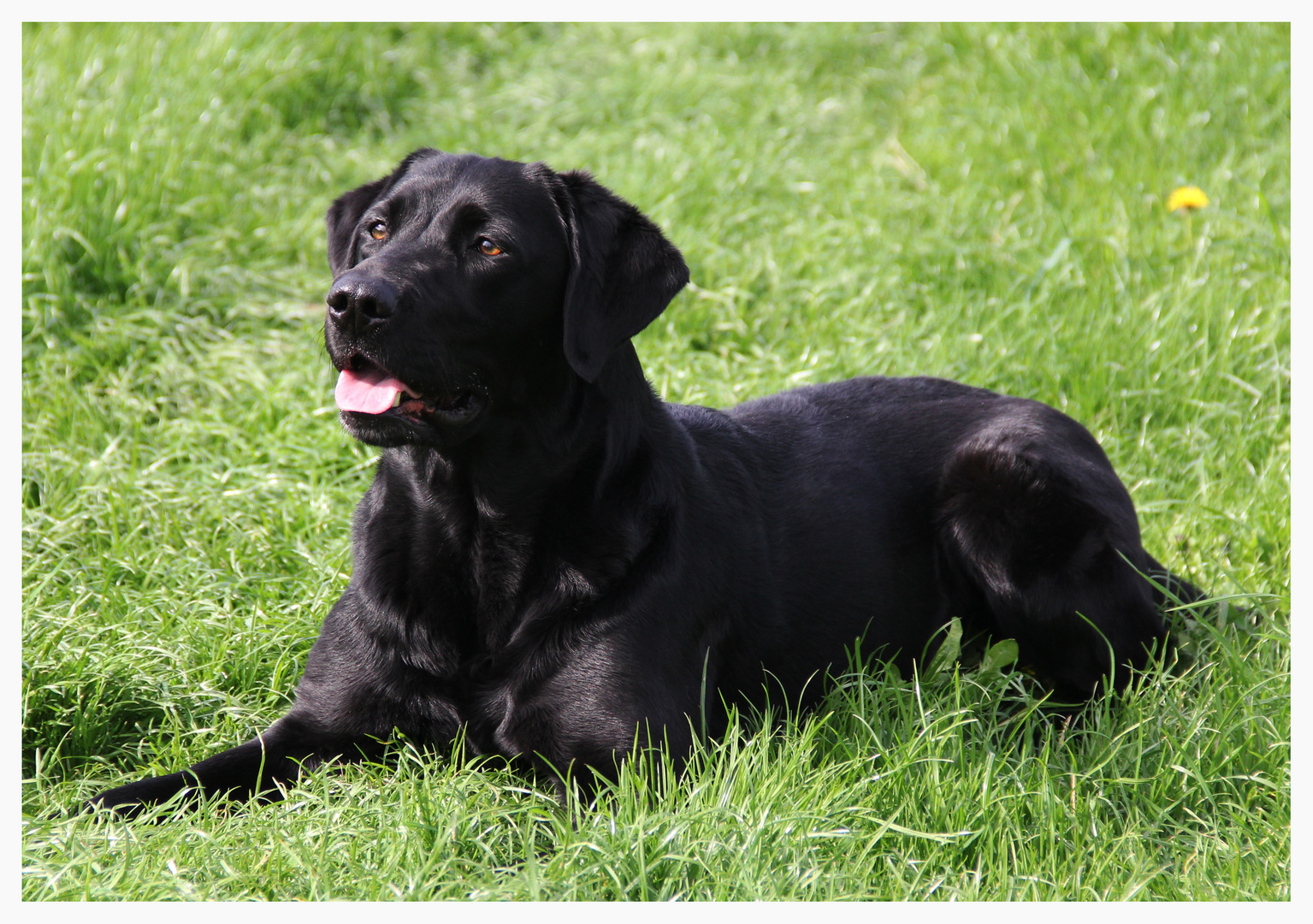 Labrador