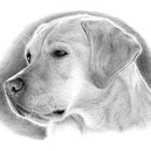 Labrador