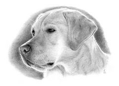 Labrador