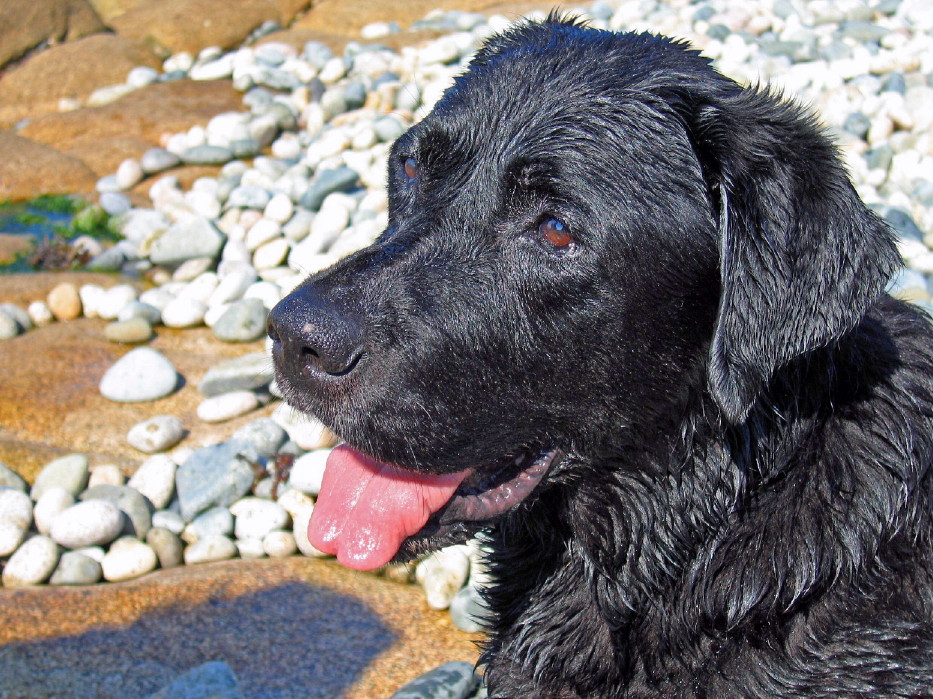 Labrador