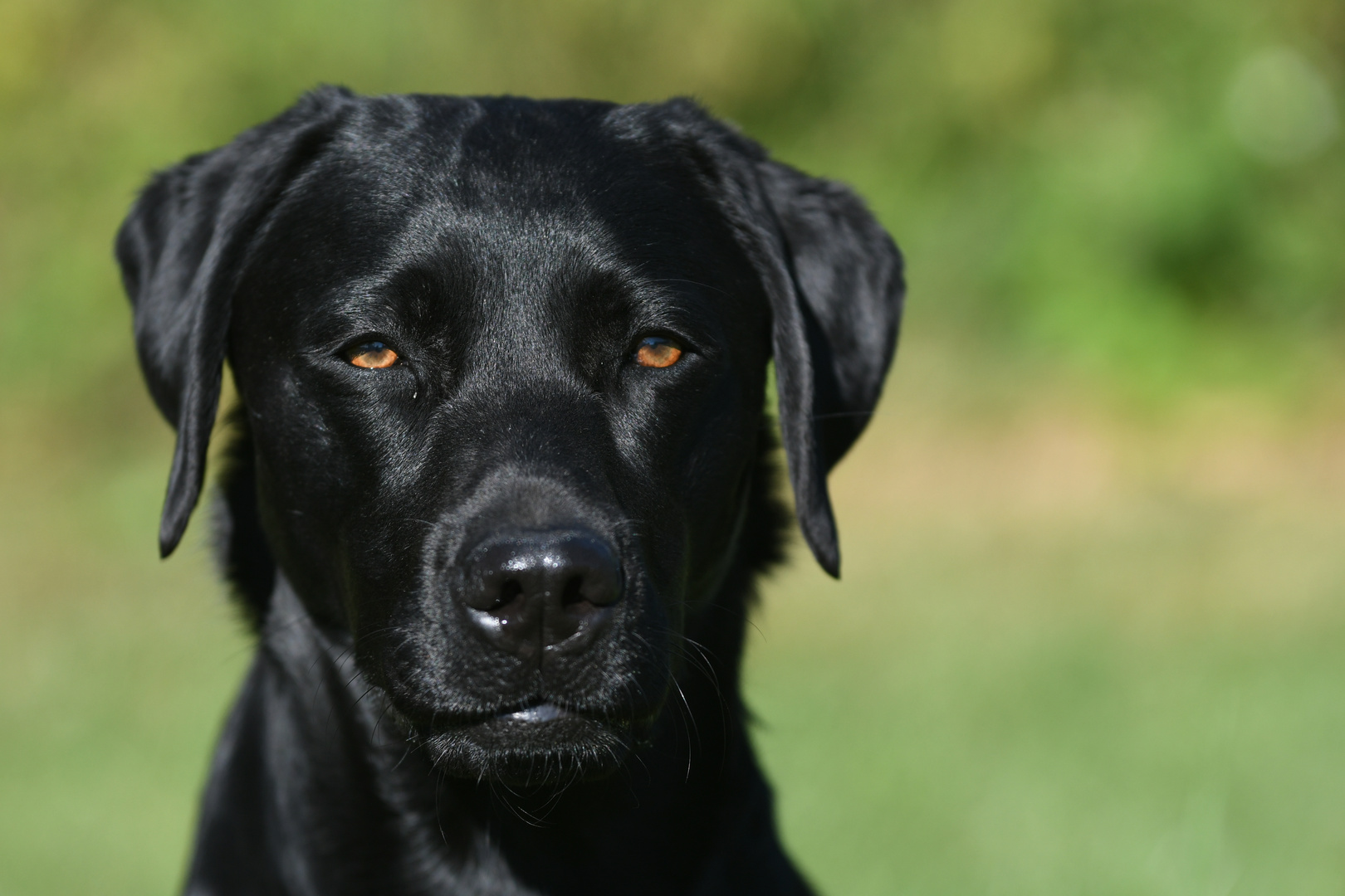 Labrador Alexa