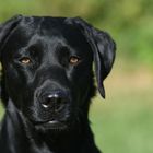 Labrador Alexa