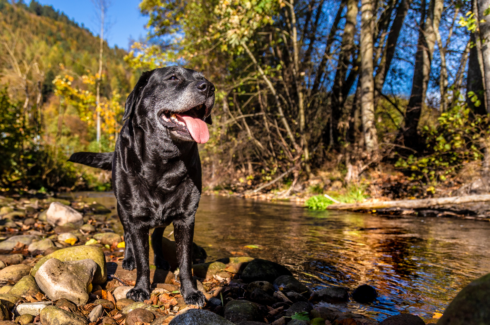 Labrador am Fluss 