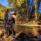 Labrador am Fluss 