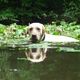 labrador am Schwimmen