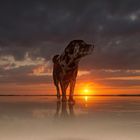 Labrador am Strand