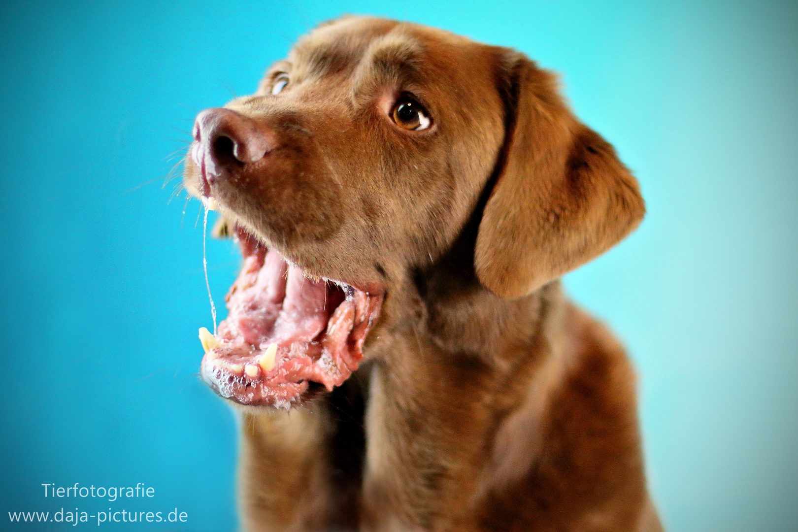 Labrador - an dem das Leckerli vorbei gegangen ist :D