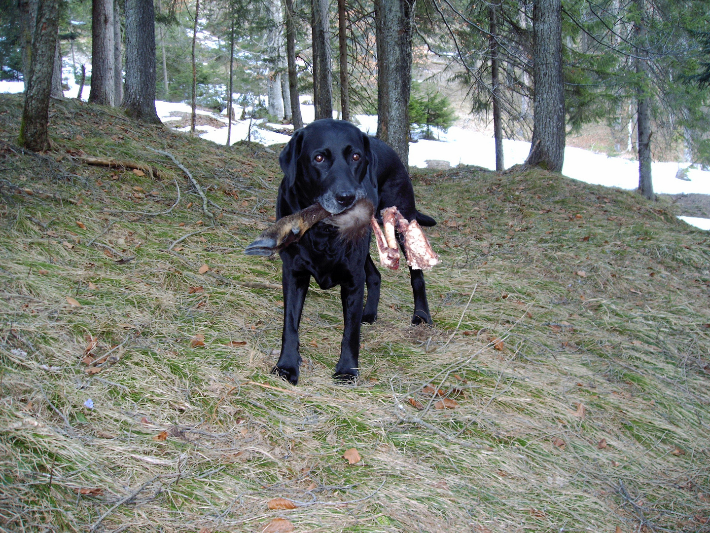 Labrador aportiert Gamslauf