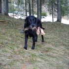 Labrador aportiert Gamslauf