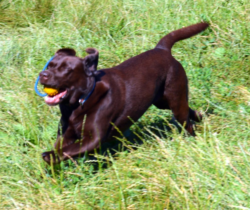 Labrador apportiert Ball Foto & Bild tiere, sport, apportieren Bilder