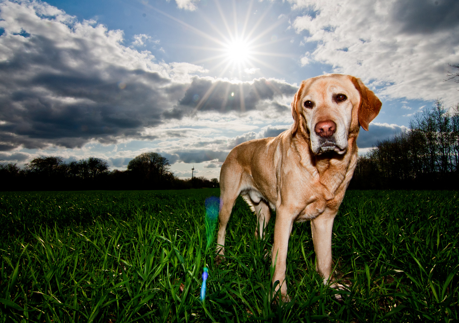 Labrador Aramis