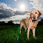 Labrador Aramis