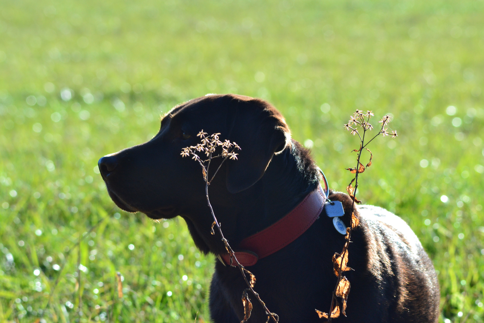 Labrador auf der Pirsch