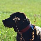 Labrador auf der Pirsch