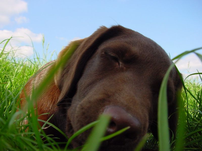 Labrador auf Wiese