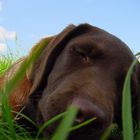 Labrador auf Wiese