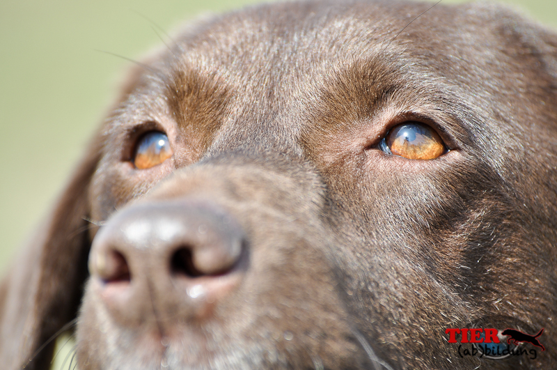 Labrador Augen im Detail