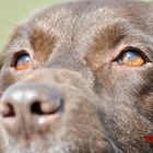 Labrador Augen im Detail