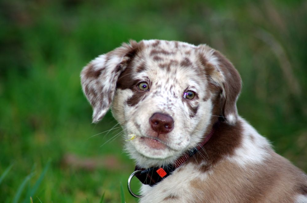 LabradorAustralianShepherdMix Sunny Foto & Bild tiere, haustiere, hunde Bilder auf