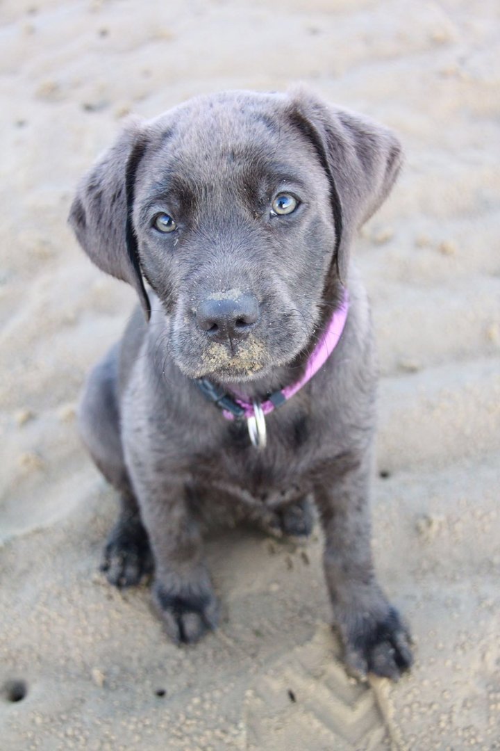 Labrador