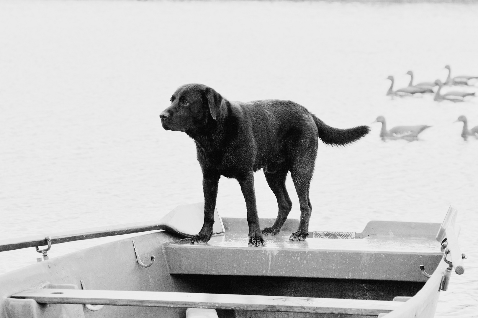 Labrador