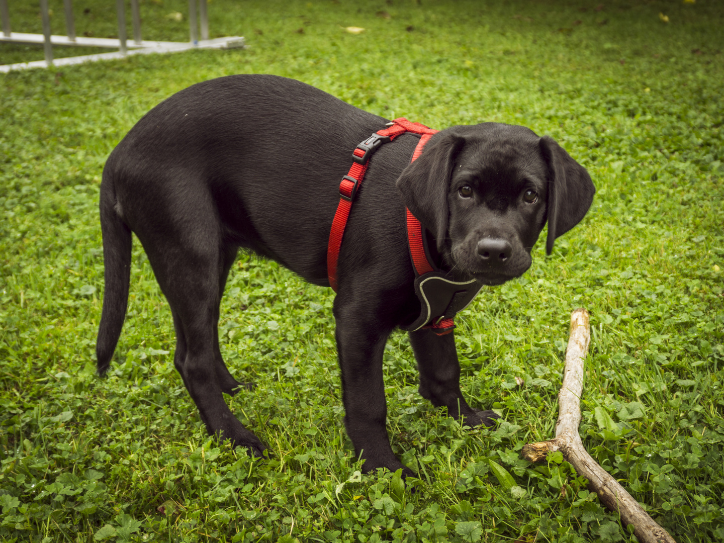 Labrador Baby