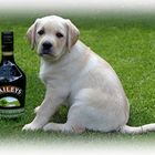 Labrador Bailey