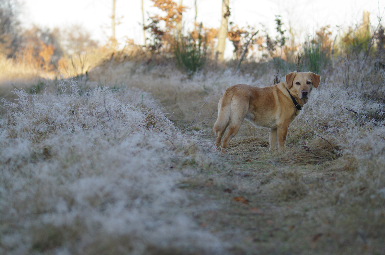 Labrador