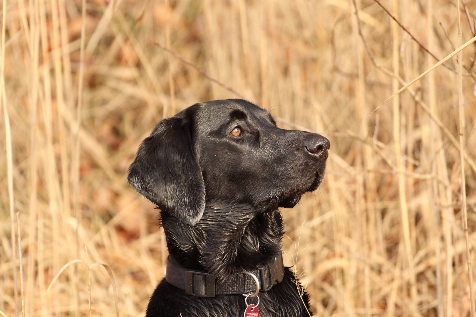 Labrador 