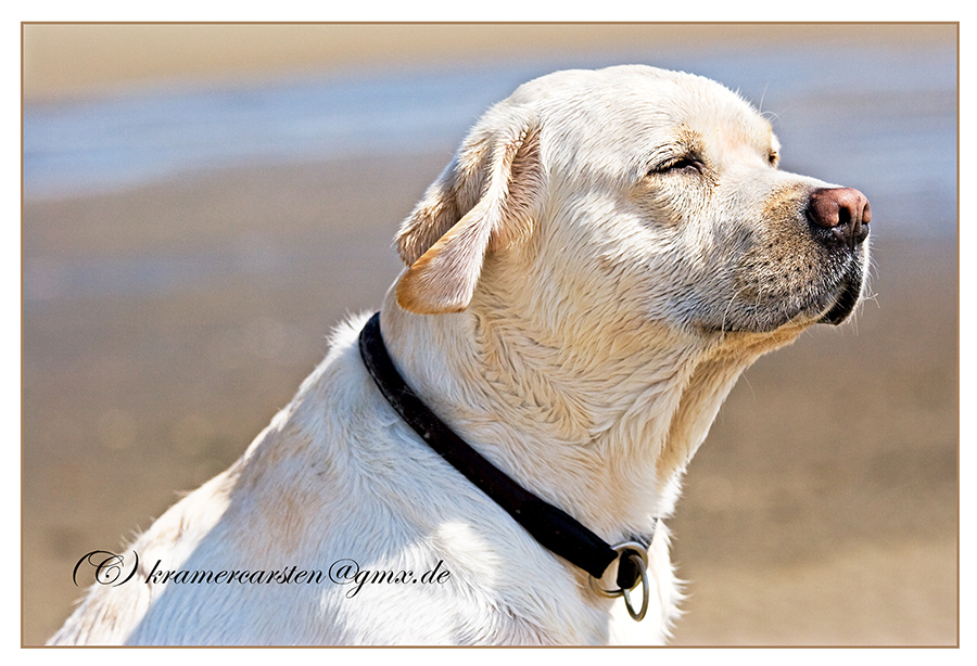 Labrador