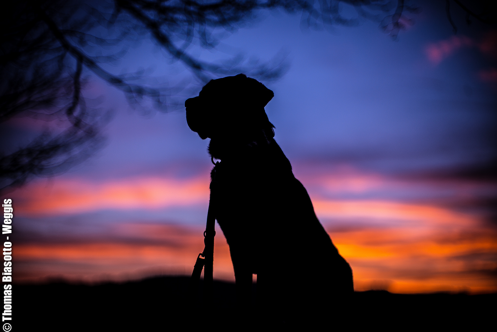 Labrador bei Sonnenuntergang Zürich