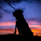 Labrador bei Sonnenuntergang Zürich