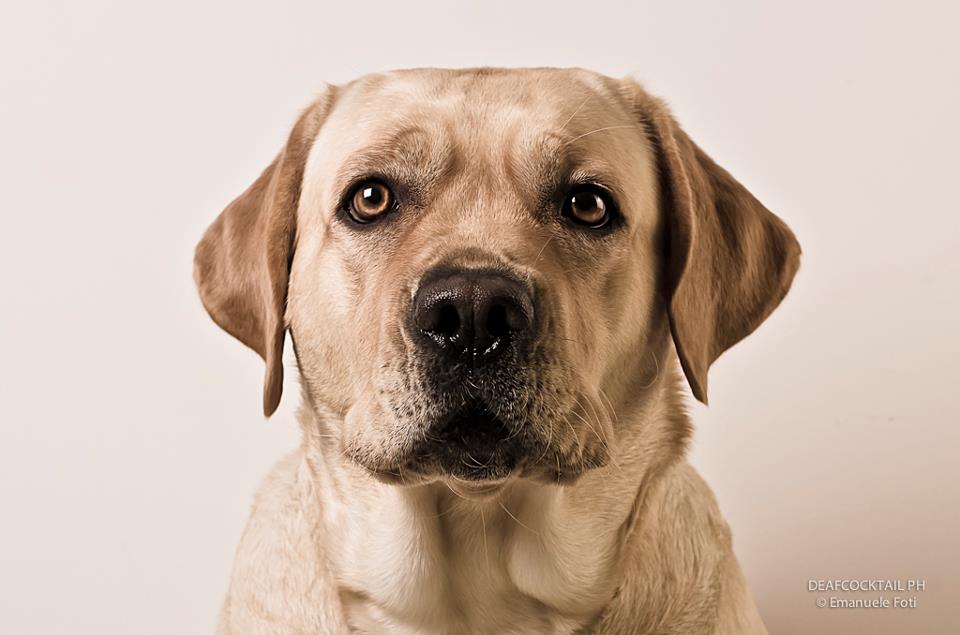 LABRADOR BEIGE