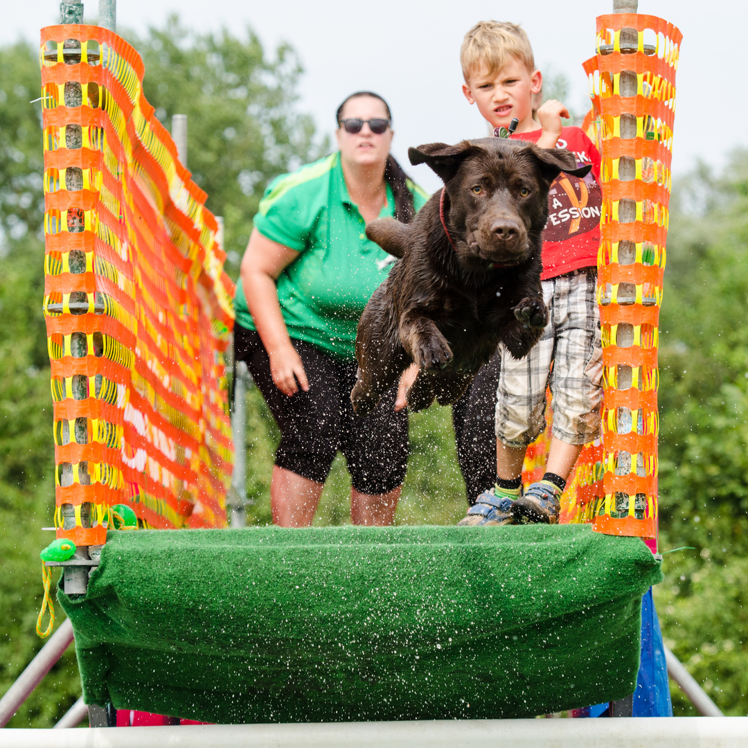 Labrador beim Dog Diving